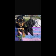 Cocker Spaniel (Show)