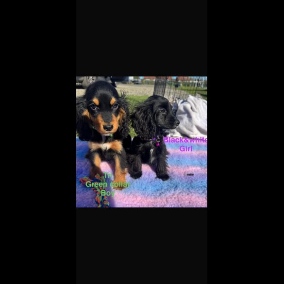 Cocker Spaniel (Show)