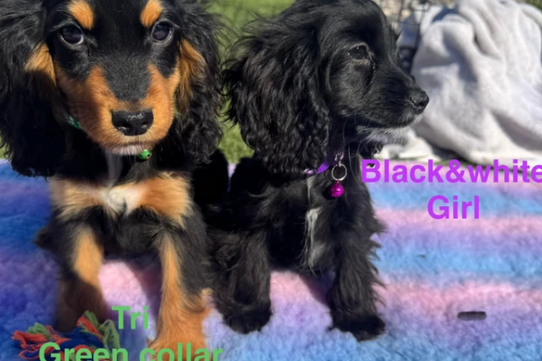Cocker Spaniel (Show)