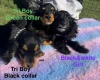 Cocker Spaniel (Show)