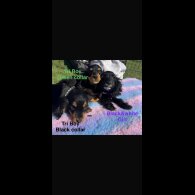 Cocker Spaniel (Show)