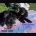 Cocker Spaniel (Show)