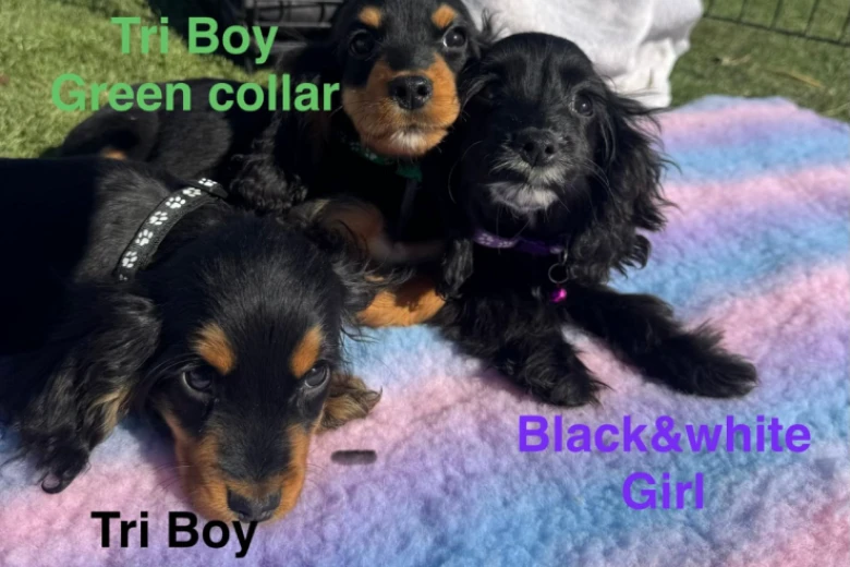 Cocker Spaniel (Show)