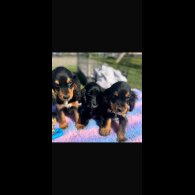 Cocker Spaniel (Show)