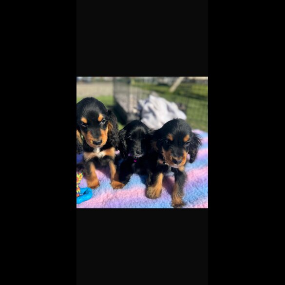 Cocker Spaniel (Show)