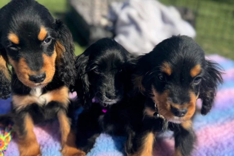 Cocker Spaniel (Show)