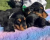 Cocker Spaniel (Show)