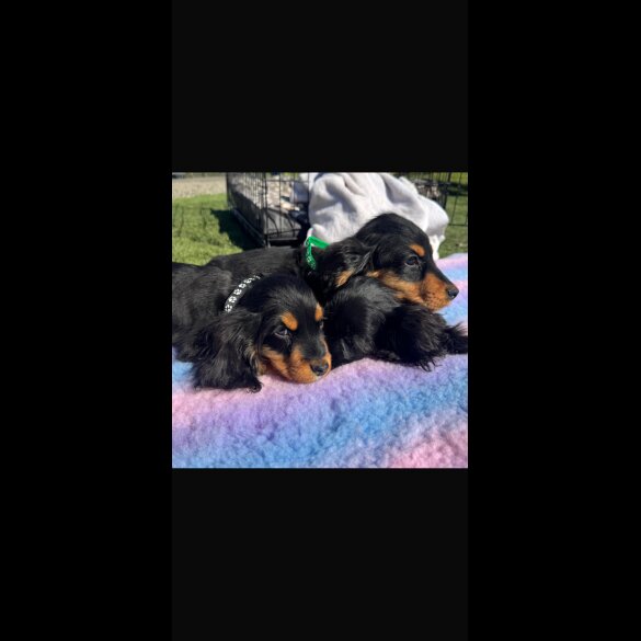 Cocker Spaniel (Show)