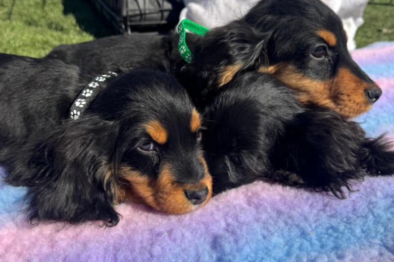 Cocker Spaniel (Show)