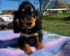 Cocker Spaniel (Show)