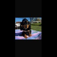 Cocker Spaniel (Show)