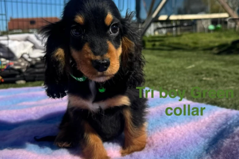 Cocker Spaniel (Show)