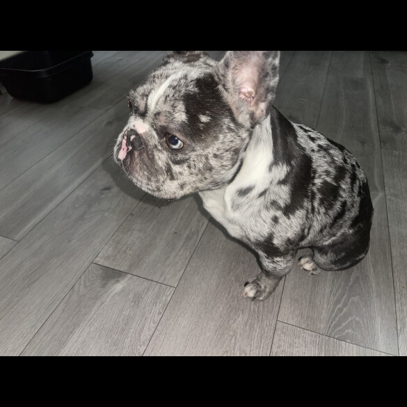 French Bulldog
