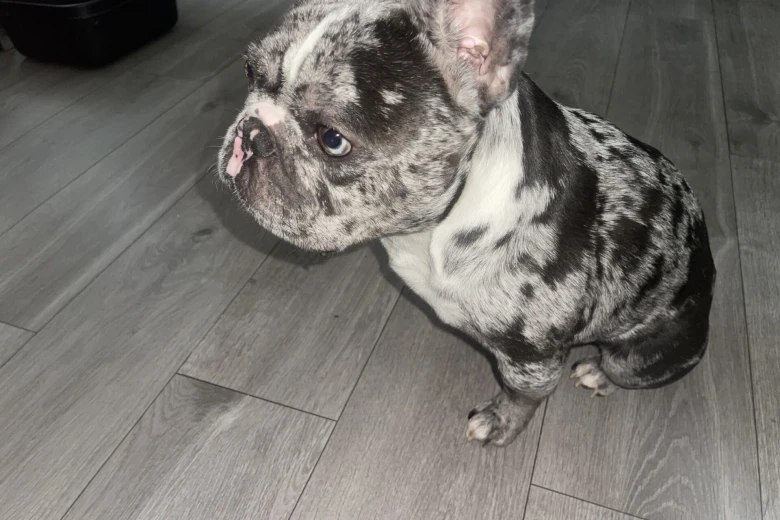 French Bulldog