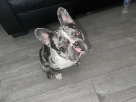 French Bulldog