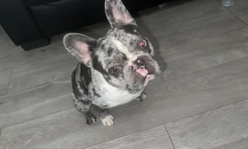French Bulldog