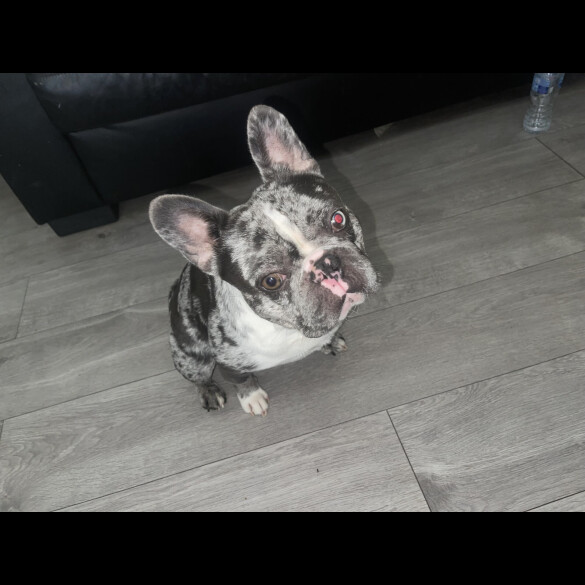 French Bulldog