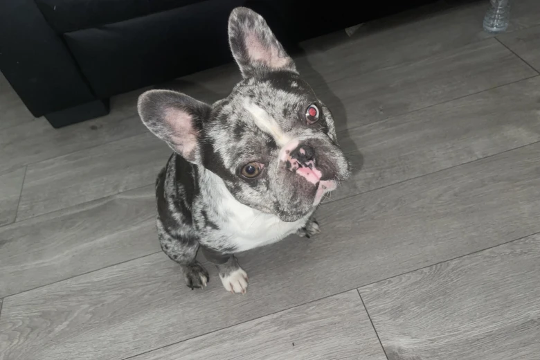 French Bulldog
