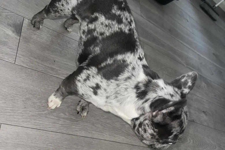 French Bulldog