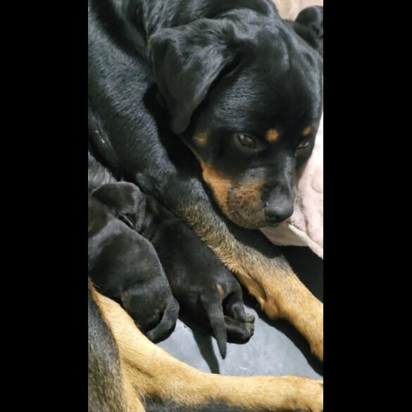 Rottweiler