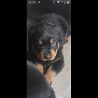 Rottweiler