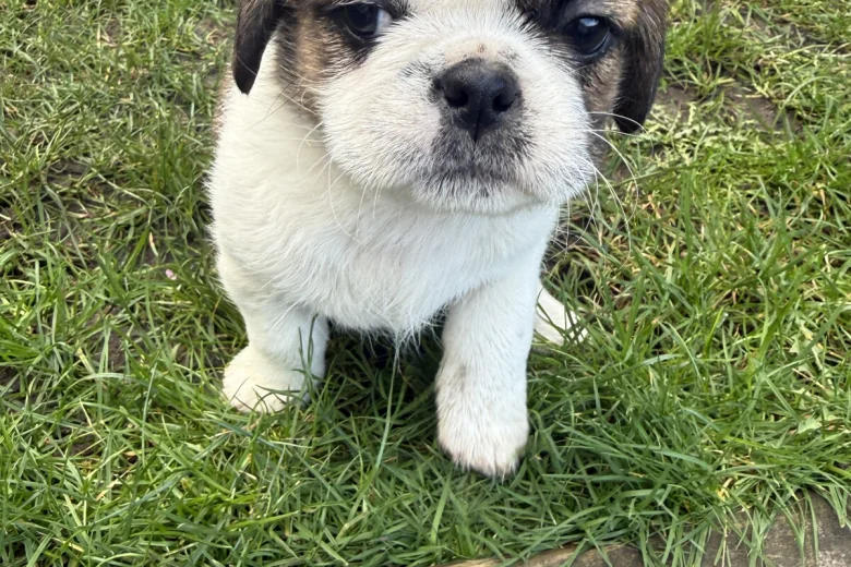 Shih Tzu