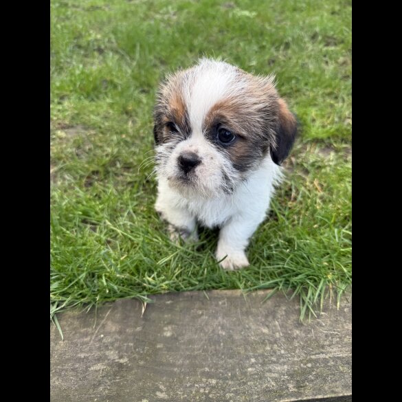 Shih Tzu