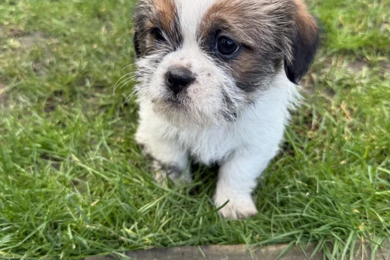 Shih Tzu
