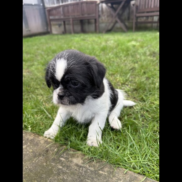 Shih Tzu
