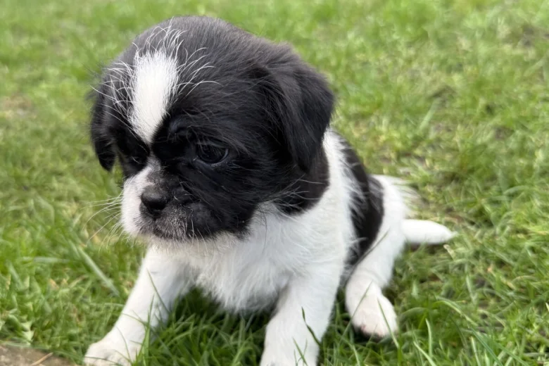 Shih Tzu