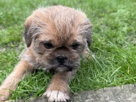 Shih Tzu