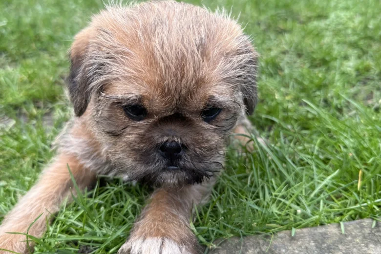 Shih Tzu