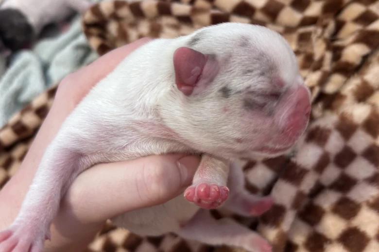 French Bulldog
