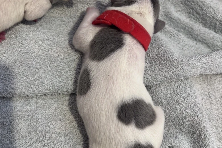 French Bulldog