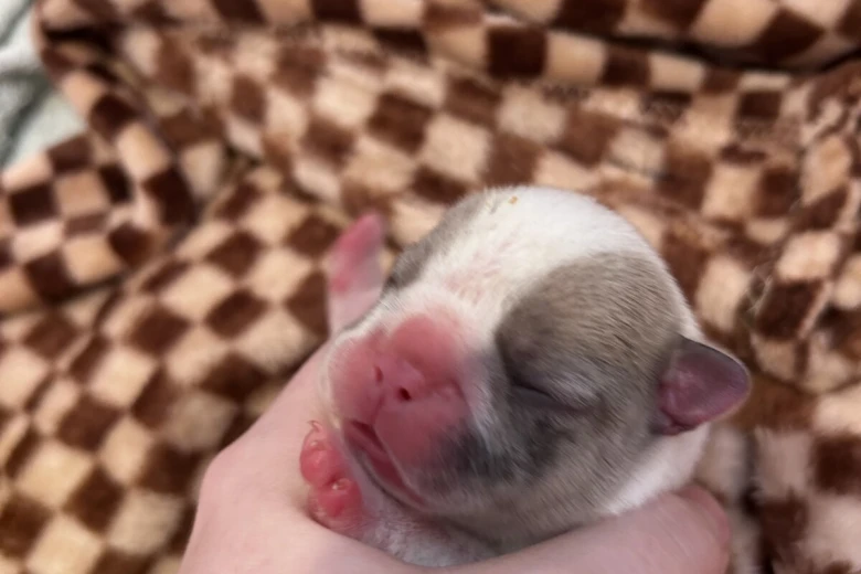French Bulldog
