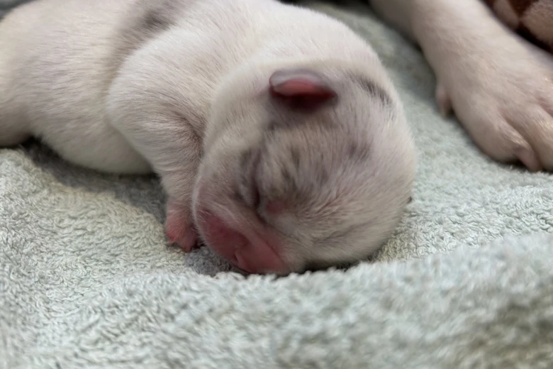 French Bulldog