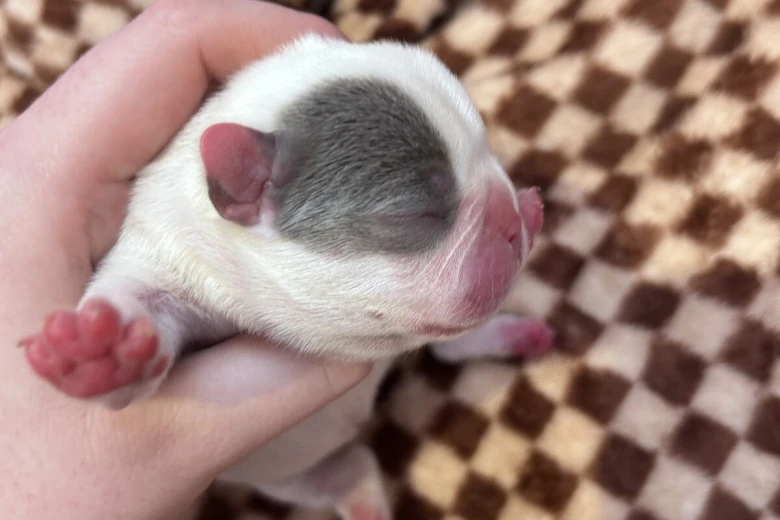 French Bulldog