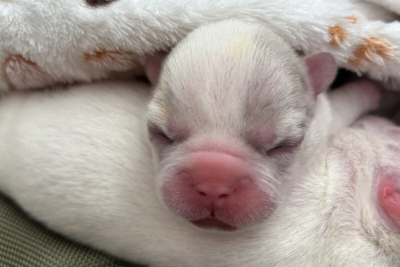 French Bulldog