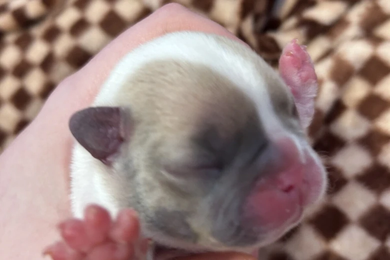 French Bulldog