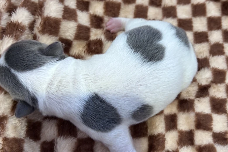 French Bulldog