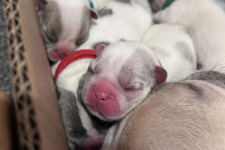 French Bulldog