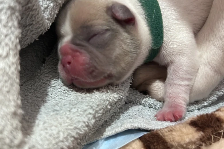 French Bulldog