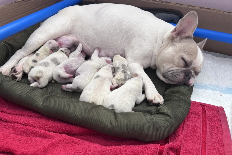 French Bulldog