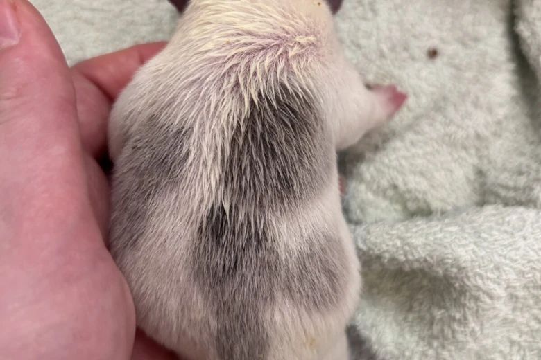 French Bulldog