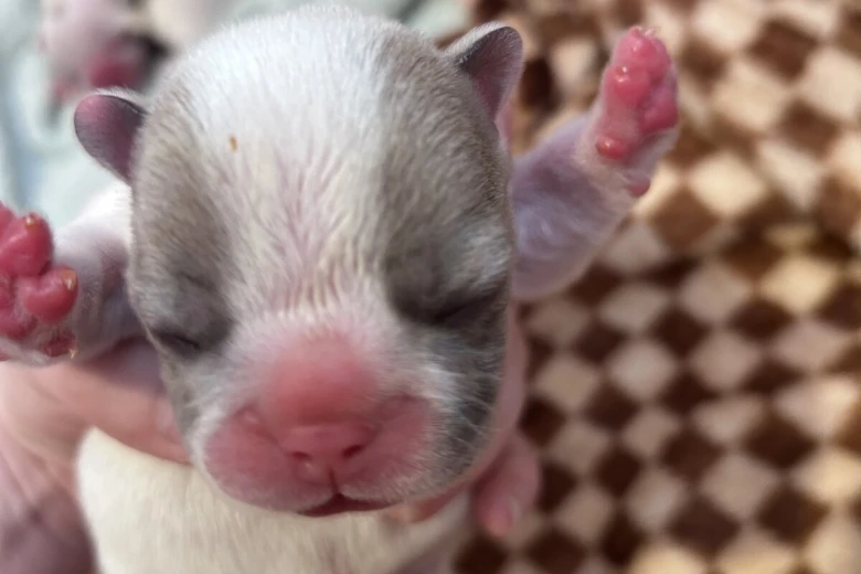French Bulldog