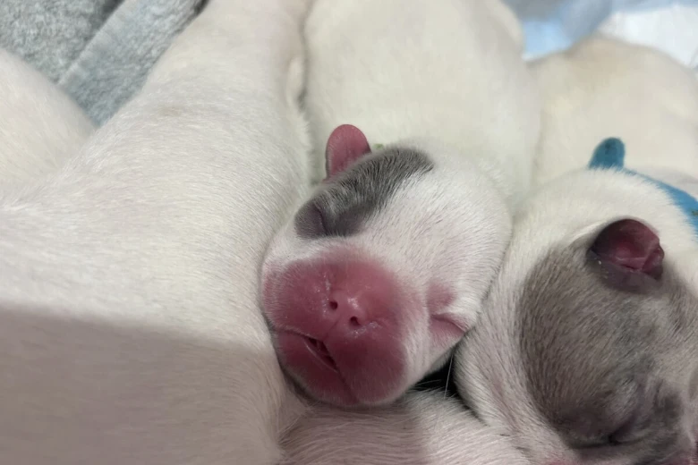 French Bulldog
