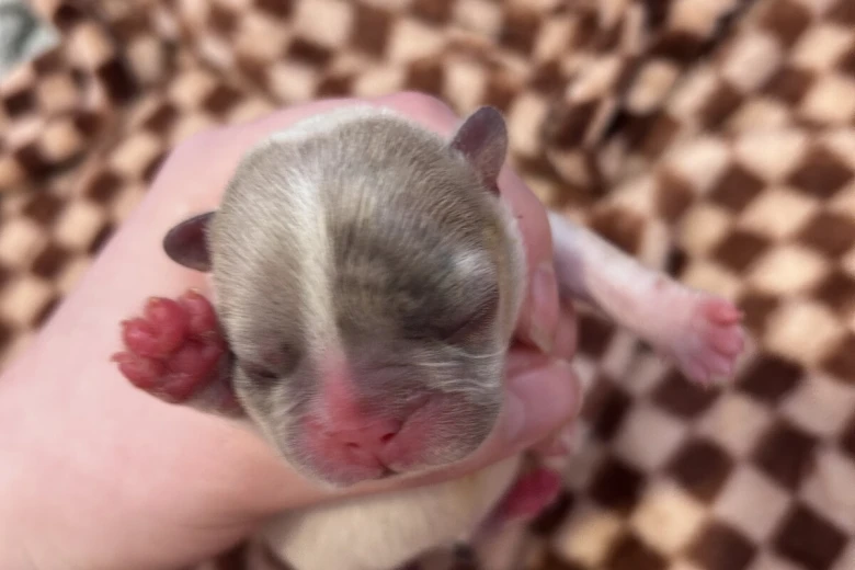 French Bulldog