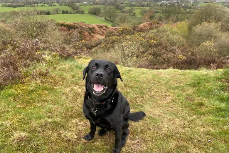 Labrador Retriever