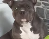 American Bulldog