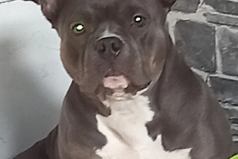 American Bulldog